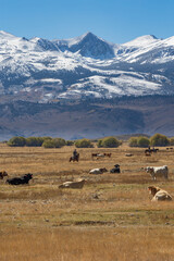 Fototapeta na wymiar Cattle herded by cowboys under the snow covered Eastern Sierras