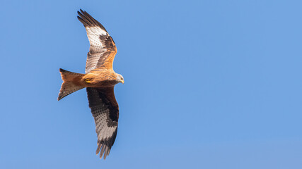 Majestic red kite (Milvus milvus) in flight, isolated against a bright blue sky, England