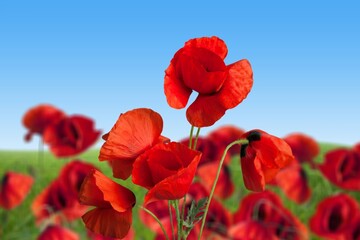 Fresh bright red poppies against a blue sky.