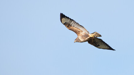 Common buzzard (Buteo buteo) shows off its plumage, isolated against a blue sky, England