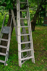 Several metal construction ladders are leaning against a tree and there is green grass around