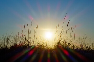 Sunset and the refraction of light beams with multi-colored flowers