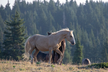 Obraz na płótnie Canvas Wild Horse Mustang Palomino Stallion prancing and posturing before fighting in the western United States