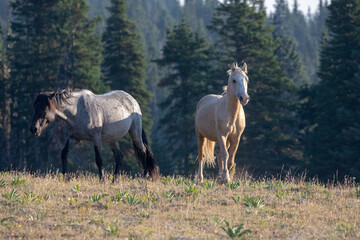 Wild Horse Mustang Palomino Stallion prancing before fighting in the western United States