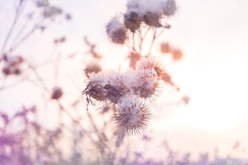 Various blades of grass under a layer of snow in the rays of the setting sun