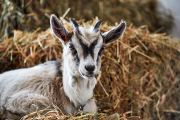 Portrait of a goat on a background of hay on a farm