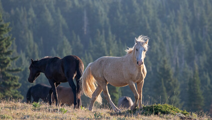 Wild Horse Mustang Palomino Stallion posturing and prancing during golden hour before fighting in...