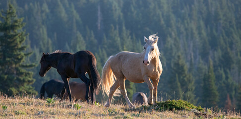 Mustang Wild Horse Palomino Stallion posturing and prancing before fighting in the western United...