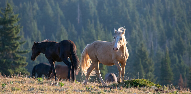 Mustang Wild Horse Palomino Stallion posturing and prancing before fighting in the western United States