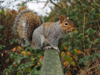 Portrait of Grey Squirrel in Clifton Woodland Country Park  W678