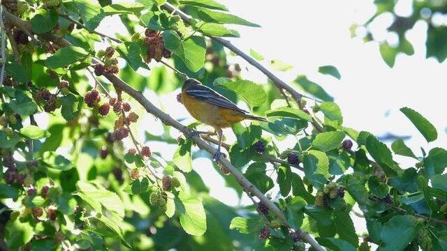 Orange oriole eats mulberries from mulberry tree. Backlit by sun with juice squirting out.
