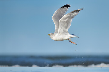 Silbermöwe Larus argentatus