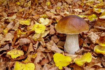 Boletus mushroom on the background of fallen leaves in the forest. Beautiful autumn background for the calendar