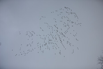 formation flight of migratory birds, cranes are flying to the south