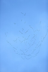 formation flight of migratory birds, cranes are flying to the south