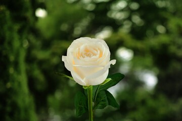 White big fresh rose on nature