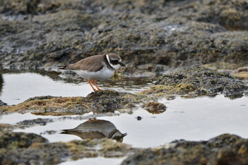 CHORLITEJO GRANDE EN LA COSTA NORTE DE LA ISLA DE TENERIFE