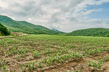Fototapeta na wymiar Landscape of a corn plantation to grow grain for biodegradable fuel