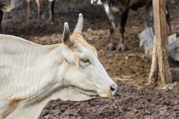 Portrait of a young bull posing inside a corral on a ranch