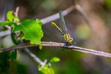A Southern Hawker Dragonfly in Frontera Audubon Society, Texas