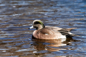 Obraz premium Male American Wigeon (Mareca americana) swimming in a pond.
