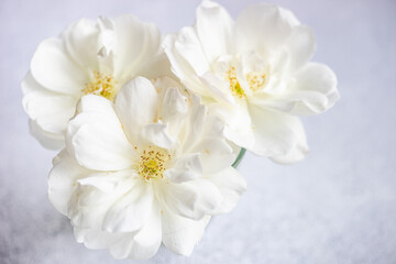 Fototapeta na wymiar Blooming white rose flowers in bouquet