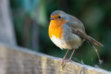 Cute and fluffy European robin (Erithacus rubecula) perched on a fence, common UK bird