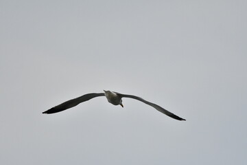 GAVIOTA PATIAMARILLA EN LA COSTA NORTE DE LA ISLA DE TENERIFE