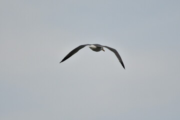GAVIOTA PATIAMARILLA EN LA COSTA NORTE DE LA ISLA DE TENERIFE