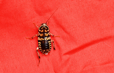 cockroach on the wall
