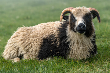 Beautiful closeup view of the Sheep and Rams in the fields of the Faroe Islands