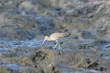 ZARAPITO TRINADOR EN LA COSTA NORTE DE LA ISLA DE TENERIFE