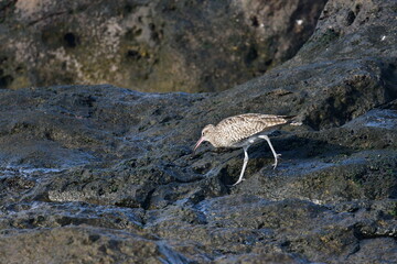 ZARAPITO TRINADOR EN LA COSTA NORTE DE LA ISLA DE TENERIFE