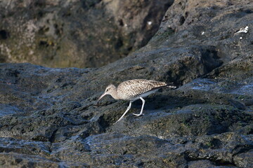 ZARAPITO TRINADOR EN LA COSTA NORTE DE LA ISLA DE TENERIFE