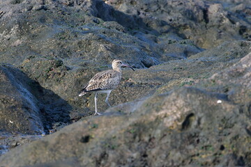 ZARAPITO TRINADOR EN LA COSTA NORTE DE LA ISLA DE TENERIFE