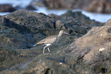ZARAPITO TRINADOR EN LA COSTA NORTE DE LA ISLA DE TENERIFE