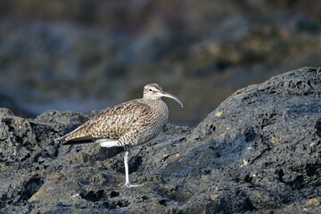 ZARAPITO TRINADOR EN LA COSTA NORTE DE LA ISLA DE TENERIFE