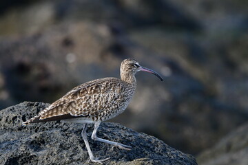 ZARAPITO TRINADOR EN LA COSTA NORTE DE LA ISLA DE TENERIFE