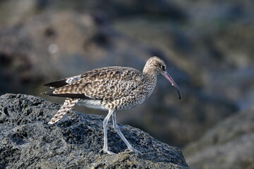 ZARAPITO TRINADOR EN LA COSTA NORTE DE LA ISLA DE TENERIFE