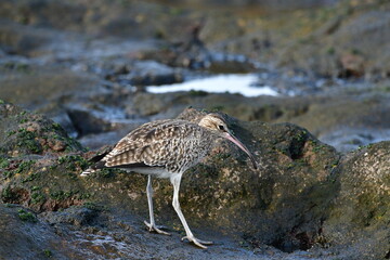 ZARAPITO TRINADOR EN LA COSTA NORTE DE LA ISLA DE TENERIFE