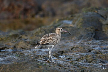 ZARAPITO TRINADOR EN LA COSTA NORTE DE LA ISLA DE TENERIFE