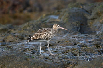 ZARAPITO TRINADOR EN LA COSTA NORTE DE LA ISLA DE TENERIFE