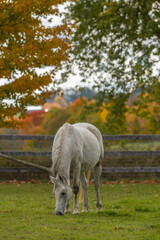 Obraz na płótnie Canvas over weight grey horse grazing on green grass in small paddock on hobby farm or boarding stable with fall colors in background vertical format room for type or masthead horse health nutrition 