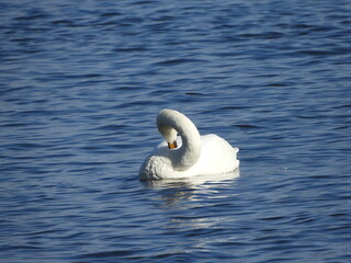 Obraz premium 白鳥