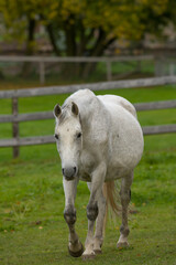 Fototapeta premium fat pregnant grey mare or mother horse with large belly very pregnant female horse with large belly in pasture ears forward looking at camera wooden fence in background of paddock horse out in field 