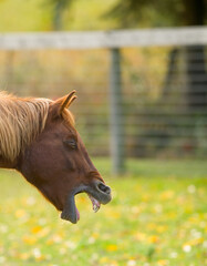 horse coughing or choking with mouth open teeth and gums visible chestnut horse with flax mane...