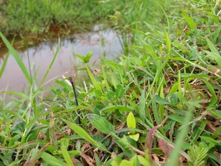 Green grass and nature background in Sri Lanka