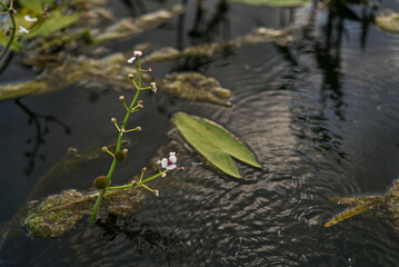 Obraz na płótnie Canvas A plant sticking out of the black water of the pond close