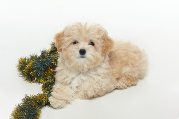 young brown puppy lies with a Christmas decoration in the form of a Christmas tree branch