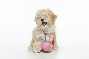 young brown puppy with a Christmas ball hanging around its neck.